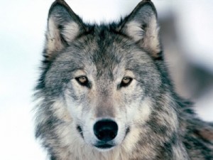 wolf-photo11.jpg